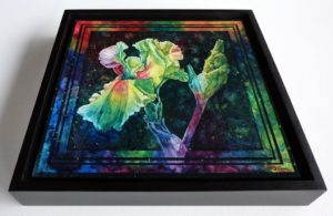 "Rainbow Iris" in a floater frame by Ampersand Art